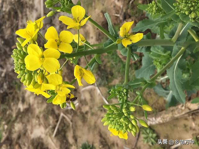 追逐春天的脚步：花卉与蔬菜的四季种植指南