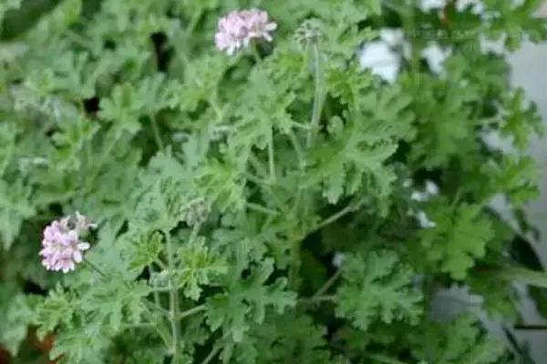 那些容易种植的美味香草植物