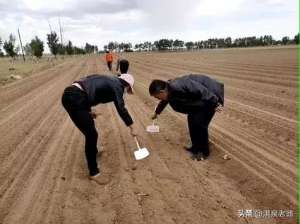 黑蒜种植条件(掌握大蒜在种植中的禁忌，是高产的重要措施)