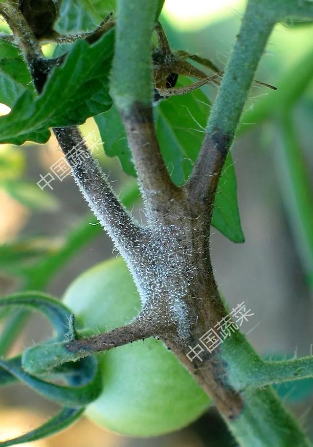 樱桃番茄好吃不好种，这十几种病害、虫害的识别和防治方法要掌握