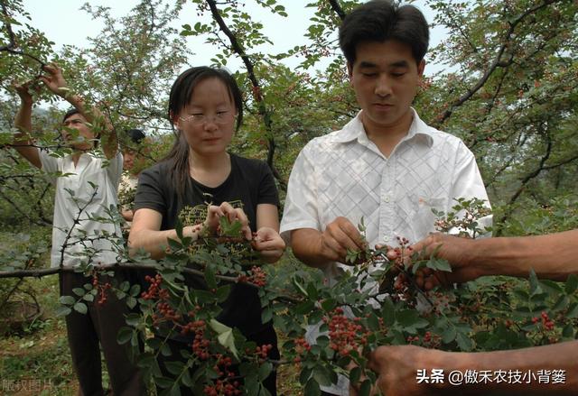 如何才能种植好花椒树？一篇文章详细告诉你