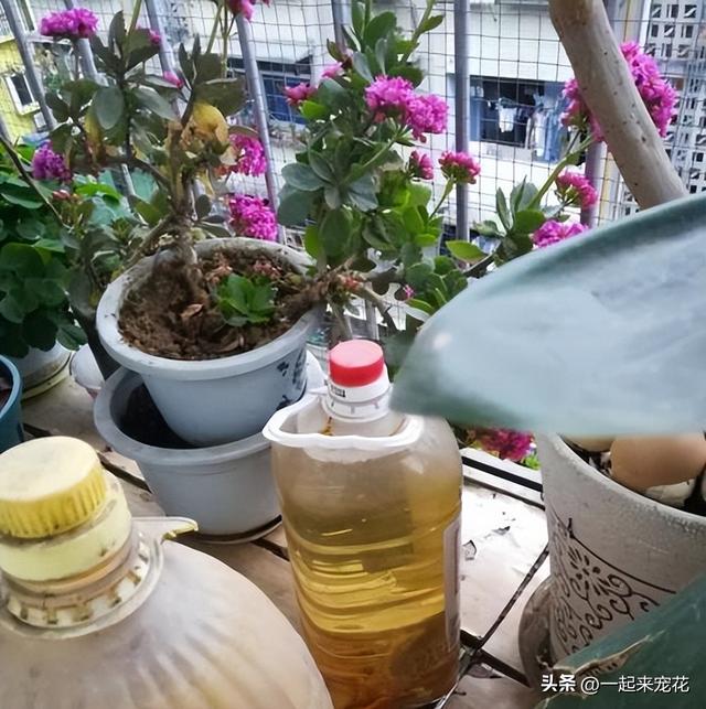 4种常见的垃圾，处理一下变花肥，土壤疏松不生病，啥花都喜欢