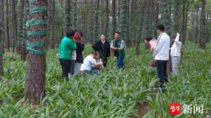 立体种植盒(句容人工繁育珍稀中药材初获成功，林下“立体栽培”助农增收)