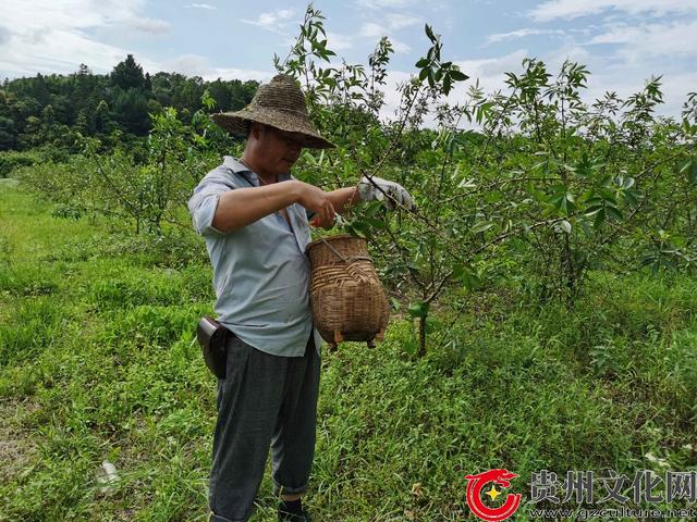 黎平高屯街道：花椒喜丰收 香麻扑鼻香