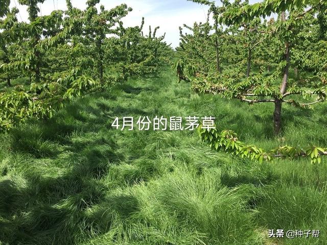 果园披上“绿色地毯”，果园种植鼠茅草后，5年不需要除草