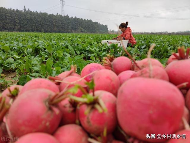 不管种植青萝卜、白萝卜还是红萝卜，肥料这样用，高产又好吃