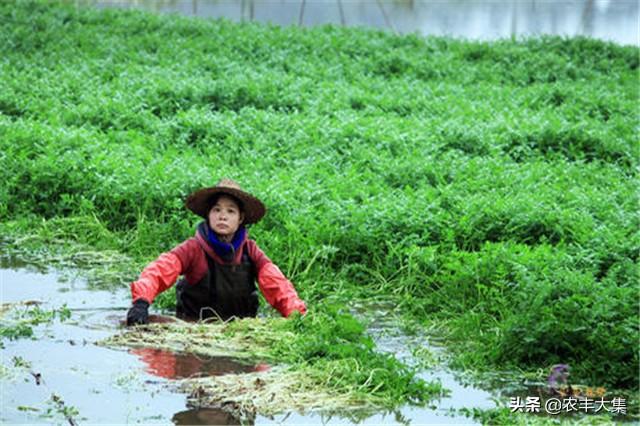 水芹和芹芽的栽培技术，做好这几点，丰收很容易