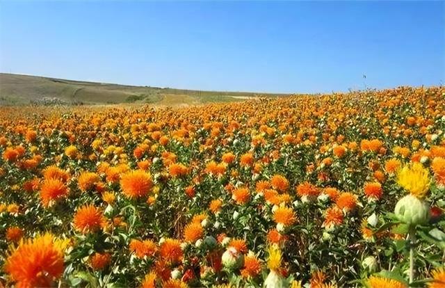 红花养殖，在河南的种植管理及栽培技术