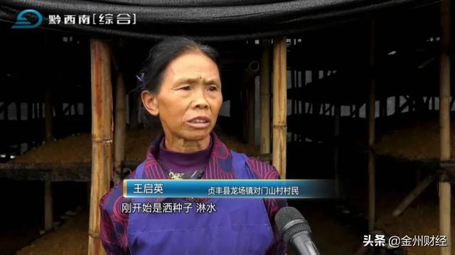 「千企帮千村」贞丰对门山村：种植巴西菇助农增收