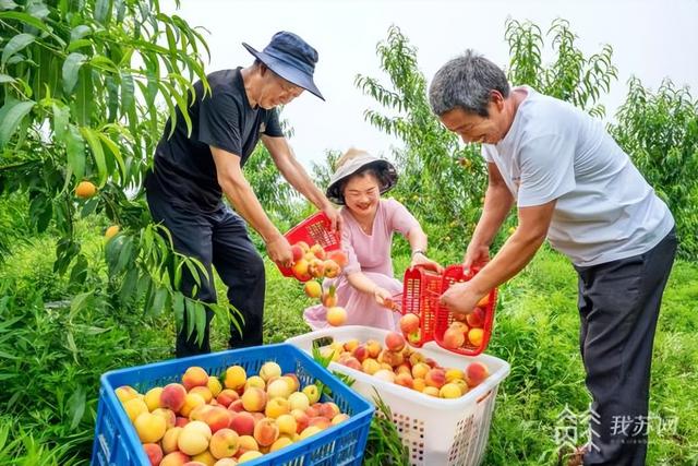 【绽放在乡村振兴路上的笑脸】南京溧水晶桥镇：谱好特色现代农业和乡村旅游“融合”曲