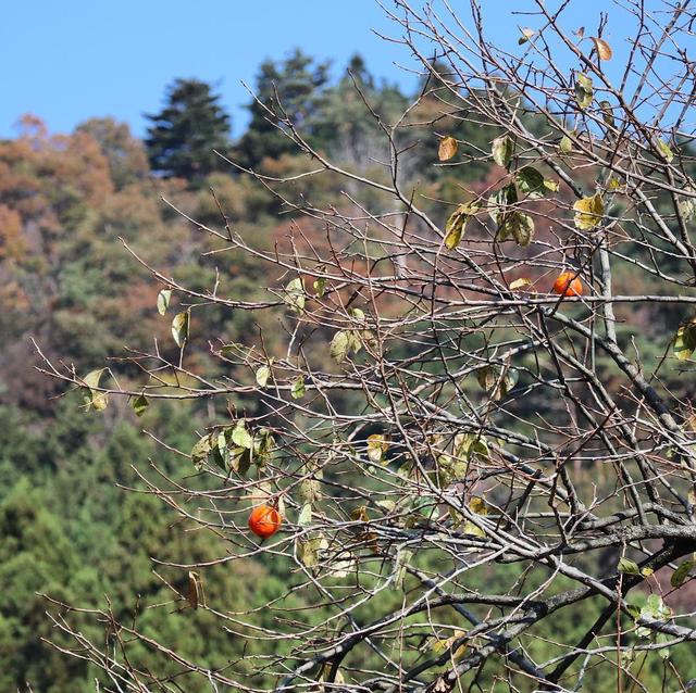 远山里的珍馐——山葵的生长日记