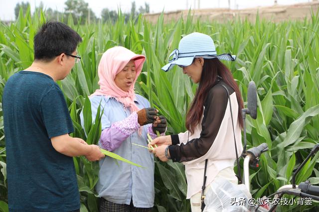 玉米怎样种植管理产量高？重点抓好这3个生长阶段的管理