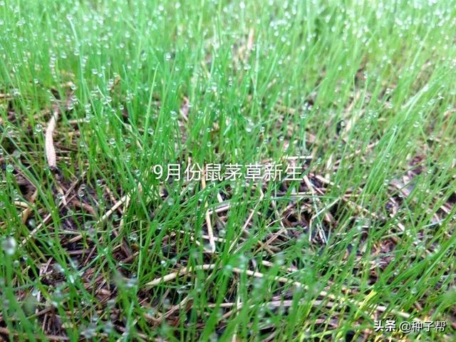 果园披上“绿色地毯”，果园种植鼠茅草后，5年不需要除草