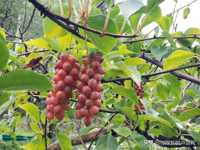 陕南石泉·本草溪谷·五味子种植科研基地成为农旅融合示范园