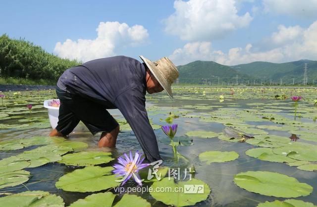 浙江宁波：百亩香水莲 “六产”试验田