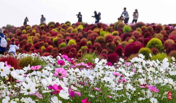 花开海上，40万株地肤进入最佳观赏期