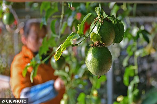 烟台果蔬种植新模式：错层生长 四季可采