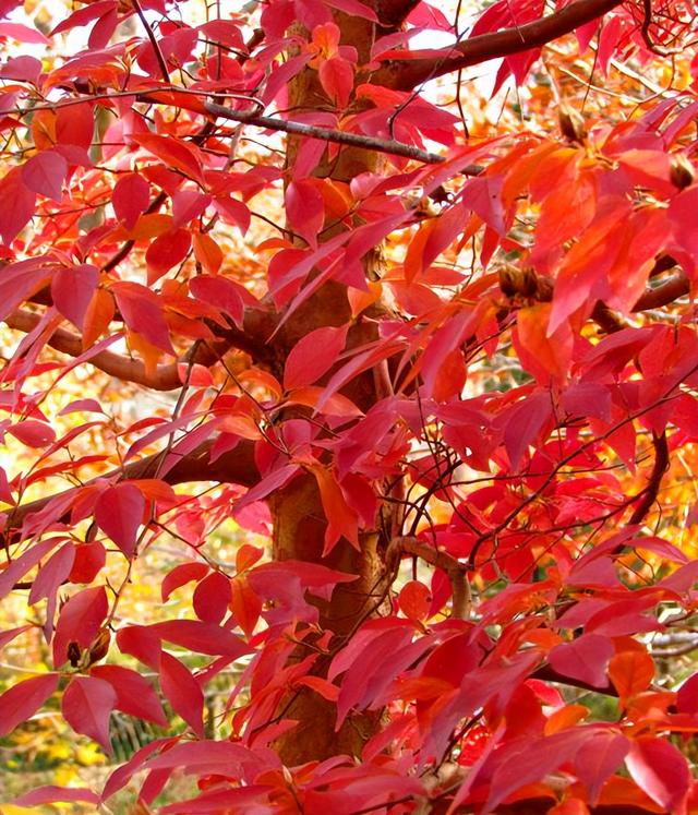 适合荒山种植的7种树，只要管理到位，每亩收益在15-50万