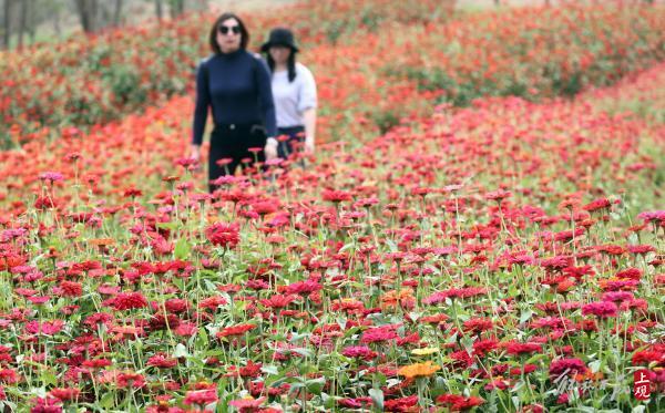 花开海上，40万株地肤进入最佳观赏期