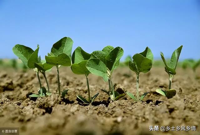 芒种节气过后，这三种农作物要抓紧时间种植，晚种一天都会减产