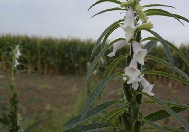 芝麻种植，掌握好这些要点技术，芝麻增产不是问题，快收藏