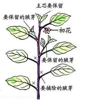 「种植」春茄播种正当时，选种育苗是关键