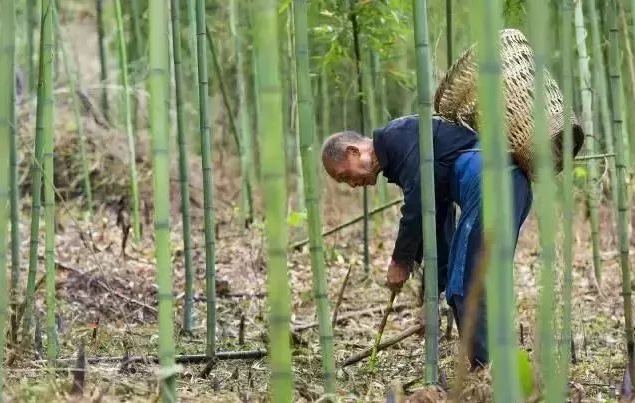 《人生果实》之竹笋——在农村种植竹笋的新技术