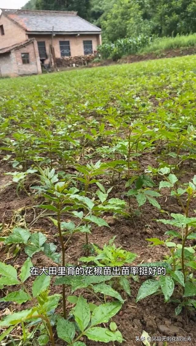 陕西无刺花椒张涛分享：花椒育苗方法、经验，干货十足、出苗满满