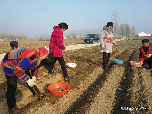 2019年白术行情分析：2018年遭遇“寒流”，农村种植户热情不减