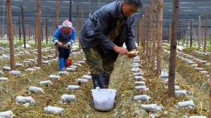 云南羊肚菌种植基地(云南丘北双龙营镇：羊肚菌为乡村产业振兴带来新期盼)