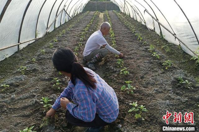 “赣中之城”江西吉安的脱贫攻坚答卷：产业兴旺 生态宜居