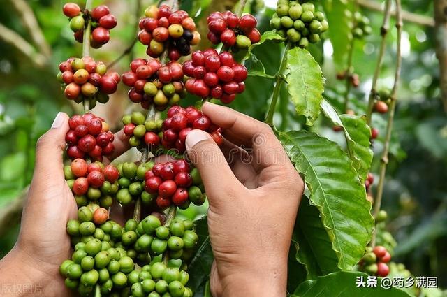 种植中药材，无忧销路，高产量、高利润的品种推荐！