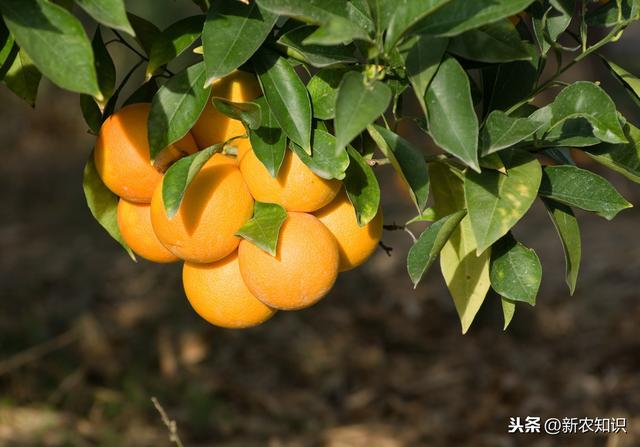 晚熟柑橘！种植技术新鲜出炉，个个决定种植成败