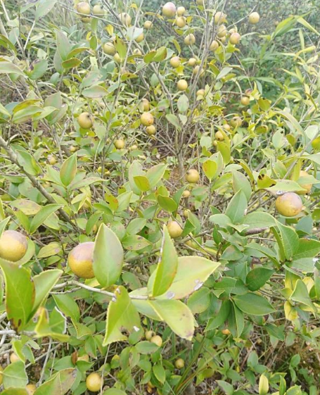 油茶育苗栽培技术，怎么来提高油茶产量和品质，一起来学习