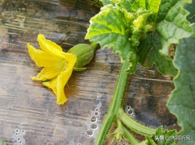 农民种植香瓜，怎样管理，瓜大香又甜