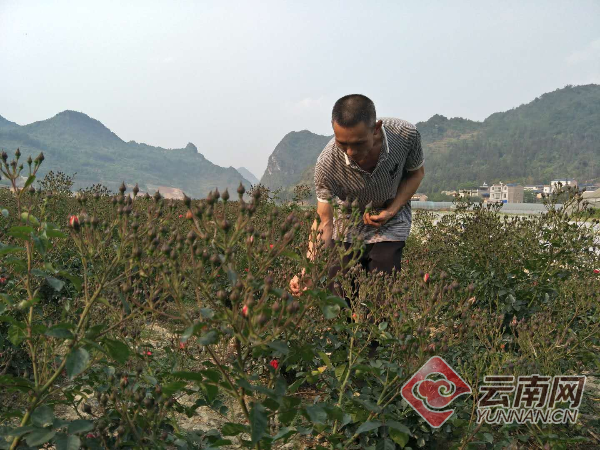 玫瑰花开幸福来