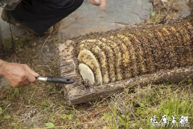 留坝为什么选择这些食材 翎芳宴 之好食材短视频-土蜂蜜、西洋参