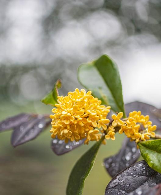 桂花树如何种植？开花后要施肥和修剪吗？看完就懂了