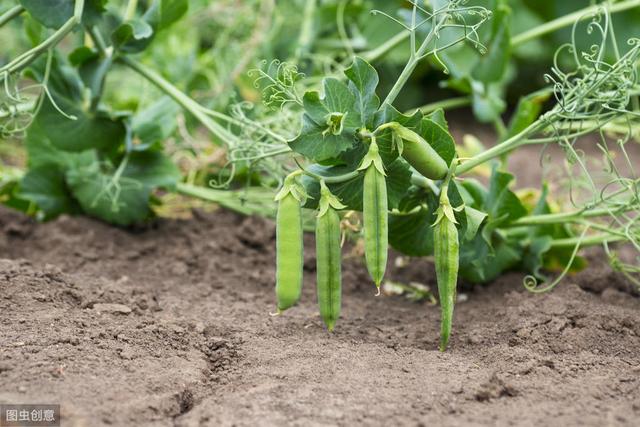 青豌豆种植技术，栽培技术与田间管理，来学习一下！