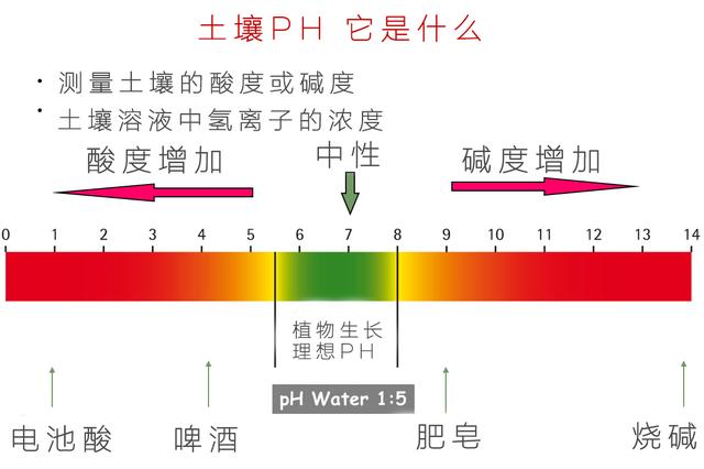 如何种出又大又甜的西瓜，在苗期做好这些管理，后期产量高质量优