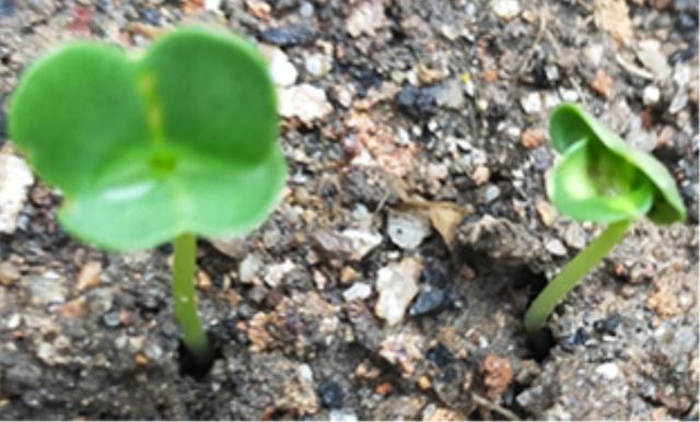 上海青耐寒小青菜鸡毛菜种植时间田间管理技术，分享头条友友们