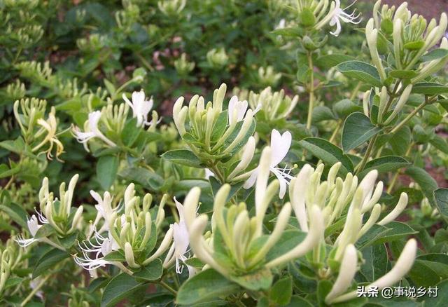 金银花种植六个步骤，从选苗到修剪，轻松种出高品质金银花