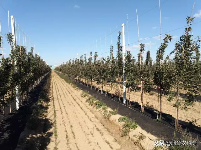 苹果矮化密植建园技术