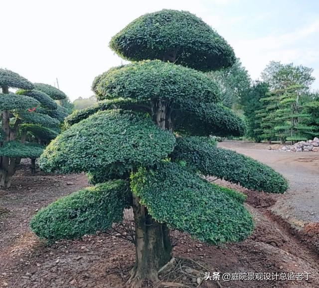 庭院常用高档植物—对节白蜡