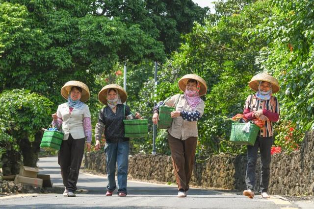 海南这个村的石头会“开花”，还能“生钱”……