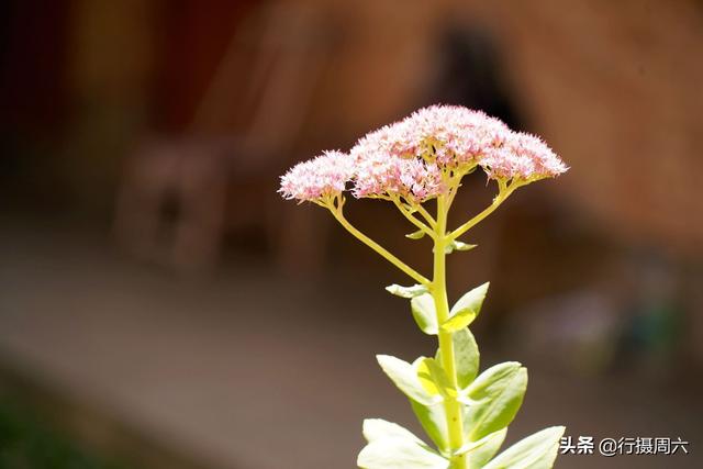 山西农村大叔有家传“神草”，防治蚊虫叮咬有奇效，看长啥样