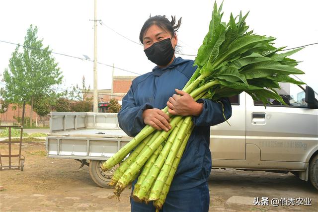 容易被认错的苔干，生吃似水果，晒干为脱水蔬菜，身价不菲