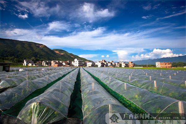 兴安：战胜根瘤蚜虫害 夺取葡萄新丰收