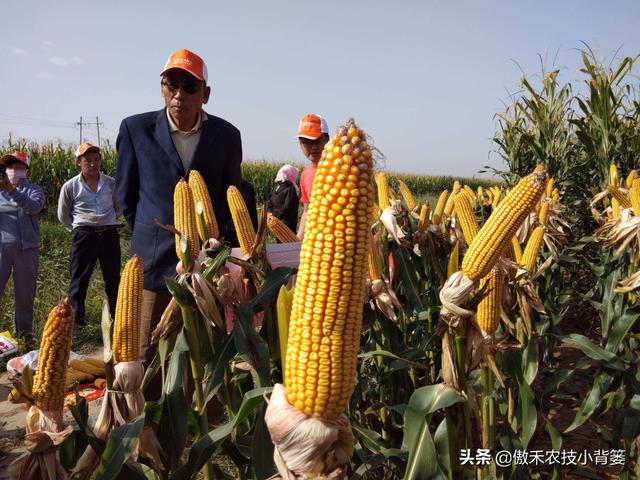 玉米怎样种植管理产量高？重点抓好这3个生长阶段的管理