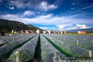 种植野葡萄前景(兴安：战胜根瘤蚜虫害 夺取葡萄新丰收)